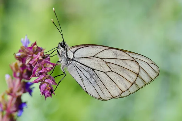 Butterfly in natural habitat (aporia crataegi) — Stock Photo, Image