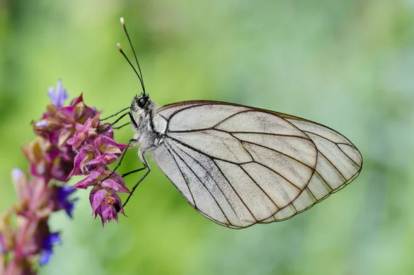 Fjäril i naturliga livsmiljöer (aporia crataegi) — Stockfoto