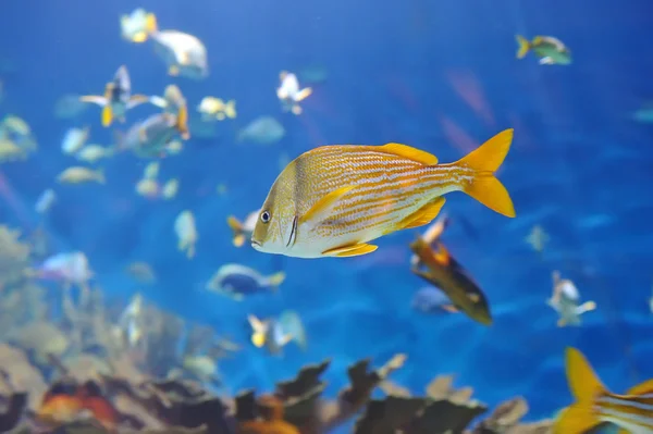 Imagem subaquática de peixes tropicais — Fotografia de Stock