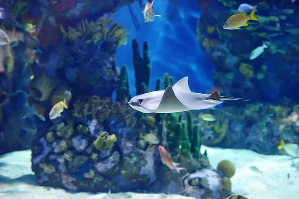 Подводное изображение тропических рыб — стоковое фото