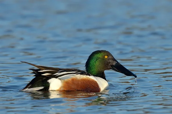 Wild duck on the lake (anas clypeata) — Stock Photo, Image