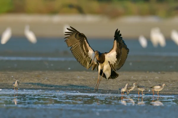 Svart stork - Ciconia nigra — Stockfoto