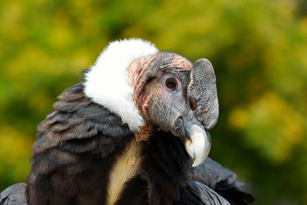 Andean Condor (Vultur gryphus) close-up portrait