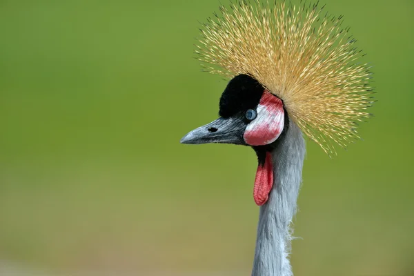 La Grulla Coronada Gris (Balearica regulorum ) — Foto de Stock