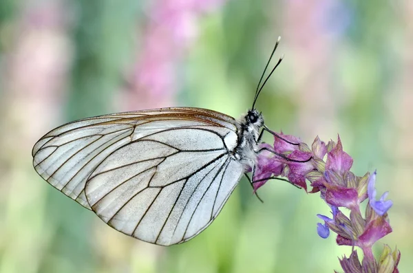 Πεταλούδα στο φυσικό περιβάλλον (απορια crataegi) — Φωτογραφία Αρχείου