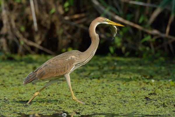 Fioletowy Czapla (Ardea purpurea) — Zdjęcie stockowe