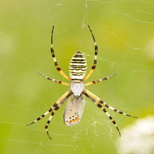 Spider outdoor — Stock Photo, Image