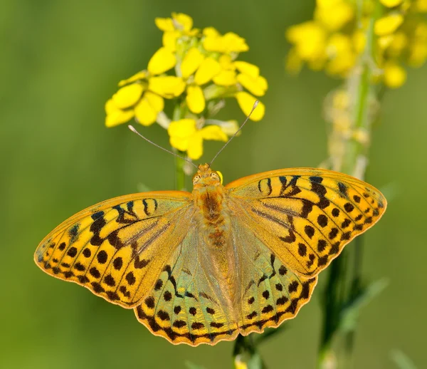 Butterfly in natural habitat (melitaea aethera) — Stock Photo, Image