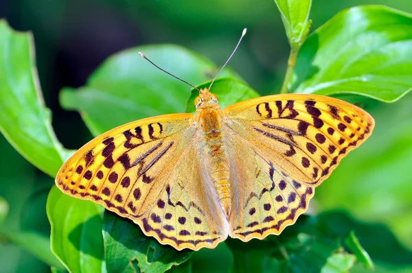 Mariposa en hábitat natural (melitaea aethera ) — Foto de Stock