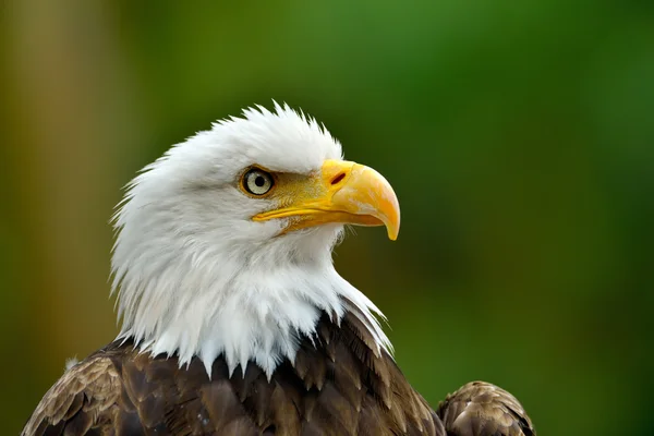 白頭ワシ (haliaeetus leucocephalus) の肖像画 — ストック写真