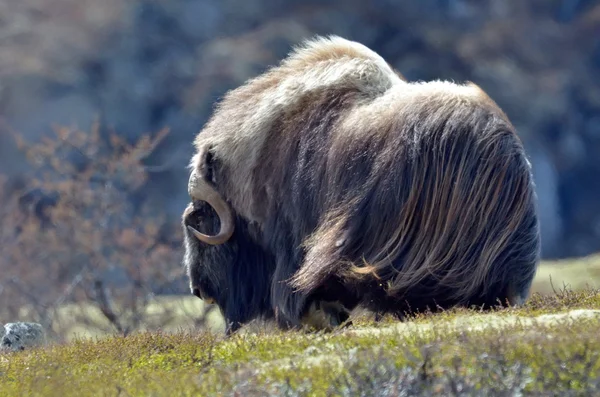 Moschusochse — Stockfoto