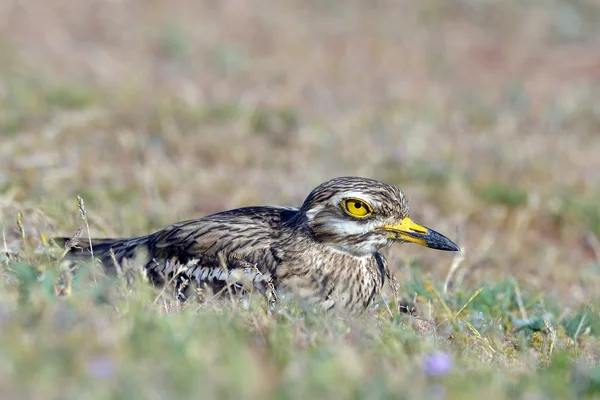 Burhinus oedicnemus (Alcaraván eurasiático, alcaraván eurasiático — Foto de Stock