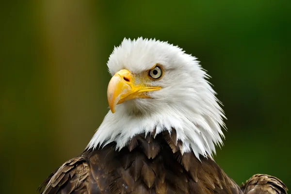 El águila calva (Haliaeetus leucocephalus) retrato —  Fotos de Stock