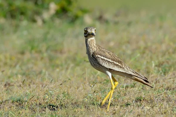 Burhinus oedicnemus (eurasischer Dickknie, eurasischer Brachvogel — Stockfoto