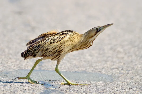 Bittern outdoor (botaurus stellaris) — Stock Photo, Image