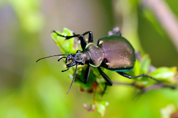 Escarabajo al aire libre — Foto de Stock