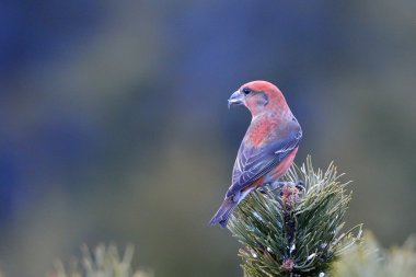 crossbill in natural habitat (loxia curvirostra) clipart