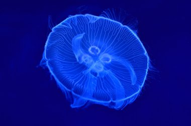 su altı ay jellyfishes görüntüsünü
