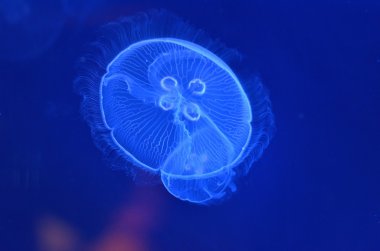 Sualtı jellyfishes görüntüsünü