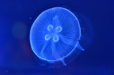Sualtı jellyfishes görüntüsünü