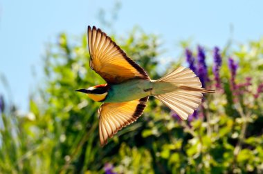 Avrupa arı kuşugiller (arı kuşu Apiaster) açık