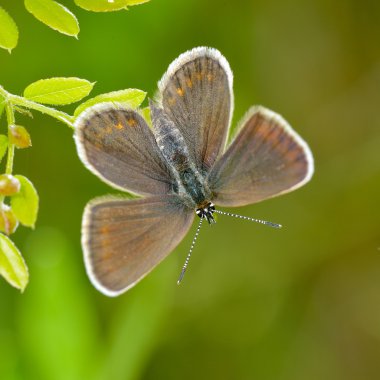 Kelebek doğal ortamlarında (plebejus argus)