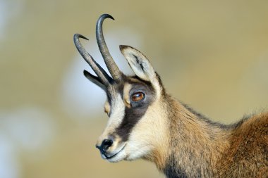 Chamois (Rupicapra rupicapra)