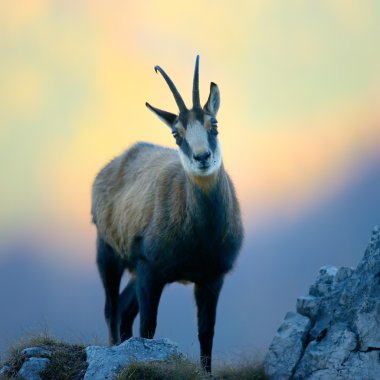 Chamois (Rupicapra rupicapra)