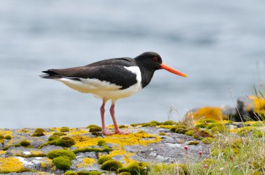 Avrasya istiridye yakalayıcısı (Haematopus ostralegus)