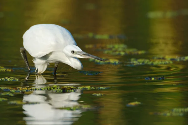 Kleine zilverreiger (Egretta garzetta)) — Stockfoto