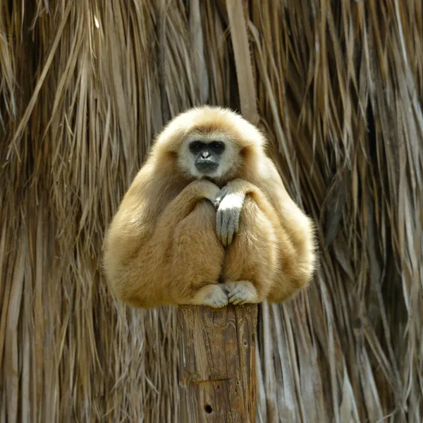 Beyaz yanaklı gibbon hayvanat bahçesinde — Stok fotoğraf