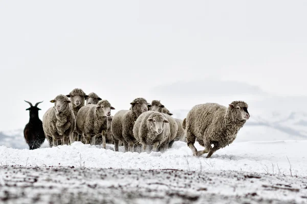 Овцы в холодном белом зимнем пейзаже — стоковое фото