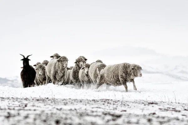 Fåren i kallt vitt vinterlandskap — Stockfoto