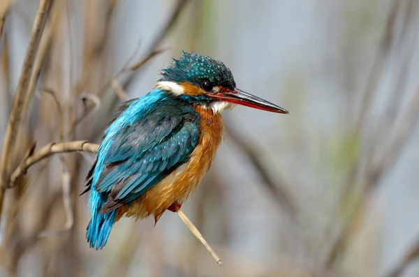 Kingfisher (Αλσέδο σε αυτό) — Φωτογραφία Αρχείου