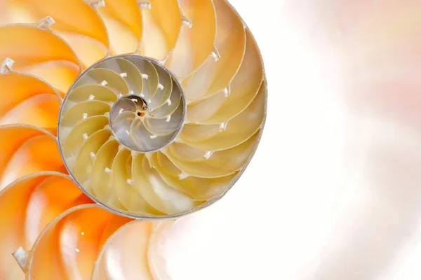 Beyaz arka plan üzerinde izole nautilus kabuğu