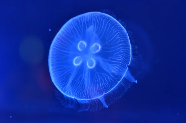 Podwodne obraz jellyfishes — Zdjęcie stockowe