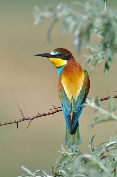 Apicultor europeo (Merops Apiaster) al aire libre — Foto de Stock