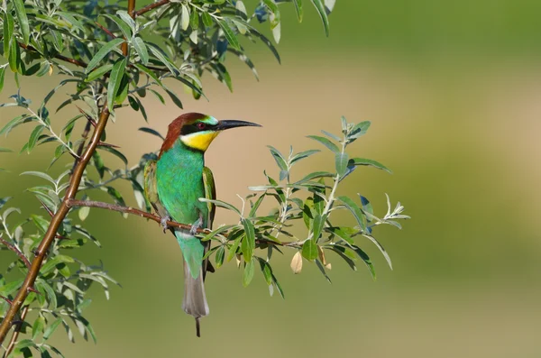 European bee-eater (Merops Apiaster) outdoor — Stock Photo, Image