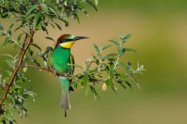 Apicultor europeo (Merops Apiaster) al aire libre — Foto de Stock