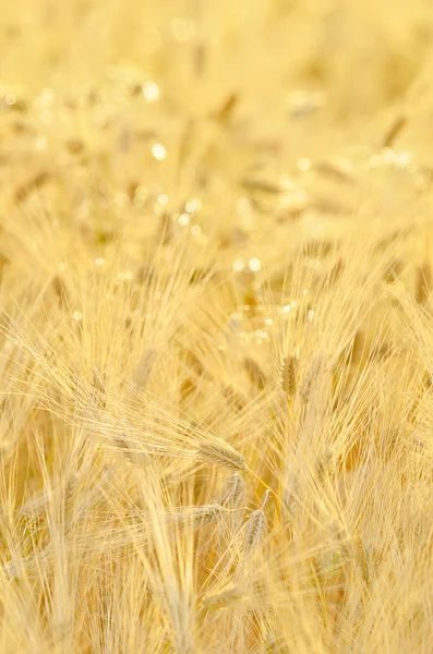 Primo piano del campo di cereali dorati — Foto Stock