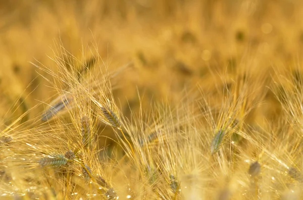 Крупный план золотого зернового поля — стоковое фото