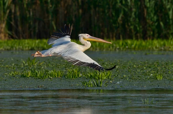 Pélicans dans l'habitat naturel — Photo