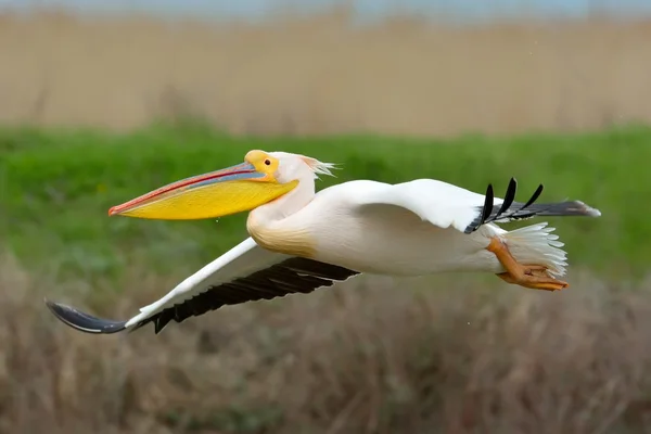 Pelicanos em habitat natural — Fotografia de Stock