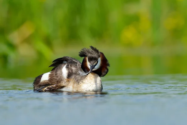 Vodní pták na jezeře (podiceps cristatus) — Stock fotografie