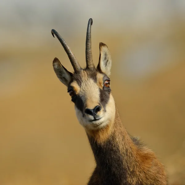 Chamois (rupicapra rupicapra) – stockfoto