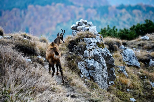 Chamois (Rupicapra rupicapra) — Stok fotoğraf