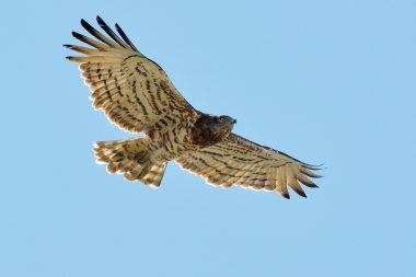 Bozkır yılan kartalı – (circaetus gallicus) 