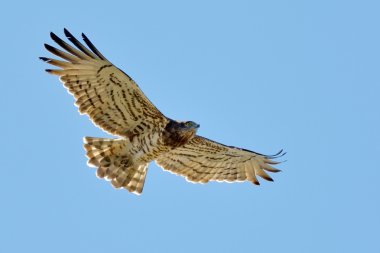Kısa parmaklı yılan kartalı (Circaetus gallicus)