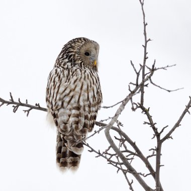 Ural baykuş (strix uralensis doğal ortamlarında)