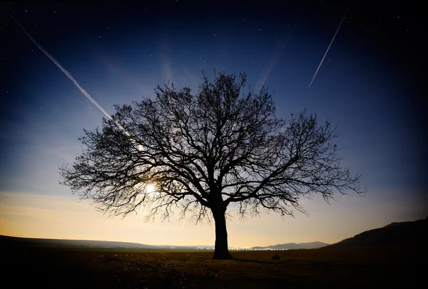 Einsamer Baum auf Feld im Morgengrauen — Stockfoto